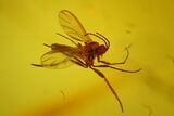Fossil Fungus Gnat (Sciaridae) & Wasp (Hymenoptera) In Baltic Amber #170051-1